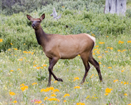 Elk in Flowers 7585